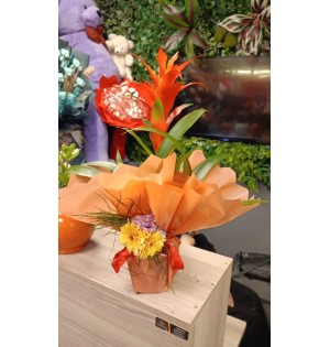 Guzmania